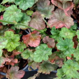 Heuchera, Heucheralla, Tiarella