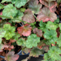 Heuchera, Heucheralla, Tiarella