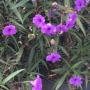 Ruellia