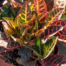 Crotons