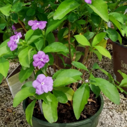 Brunfelsia