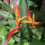 Bird Of Paradise And Heliconia