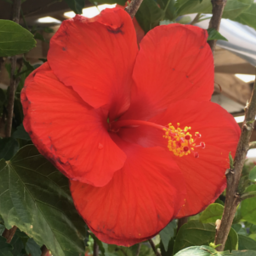 Hibiscus