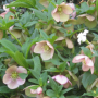 Hellebore