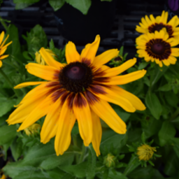 Echinacea And Rudbeckia