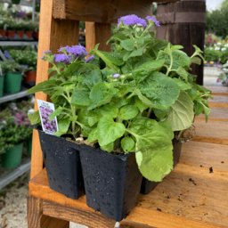 Annual 6 pack - Flowers and Vegetables