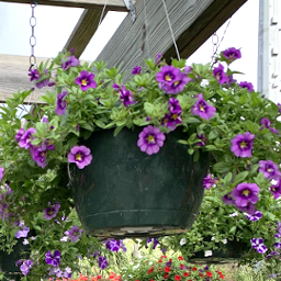 Flowering Hanging Basket