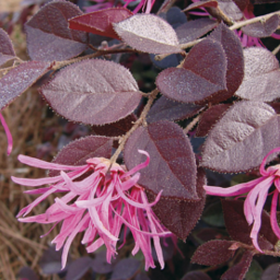 Loropetalum