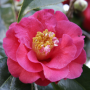 Camellias