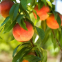 Fruiting Trees (non - Citrus)