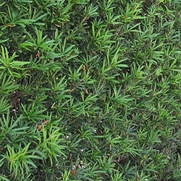 Podocarpus