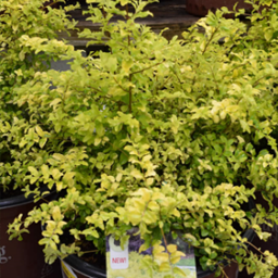 Ligustrum