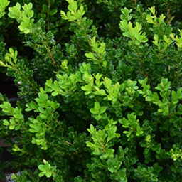 Boxwoods